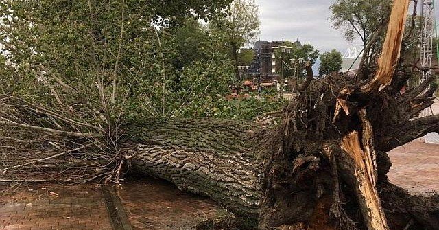 РОСТОВ. Дерево упало на 9-летнюю девочку во время непогоды в Ростове