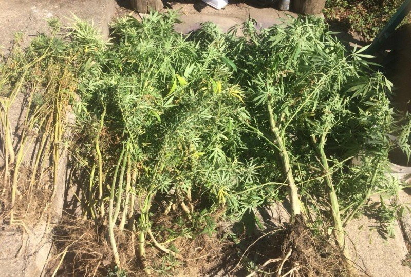 СТАВРОПОЛЬЕ. Минераловодские сотрудники полиции установили подозреваемого в незаконном культивировании наркосодержащих растений
