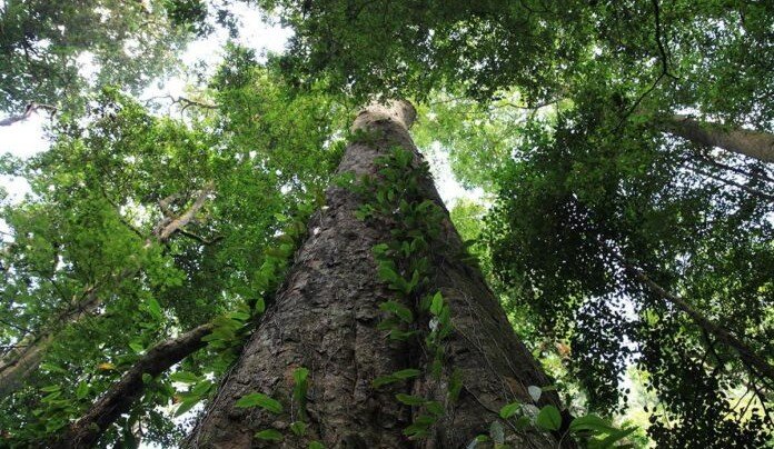 Ученые нашли самое высокое дерево в мире