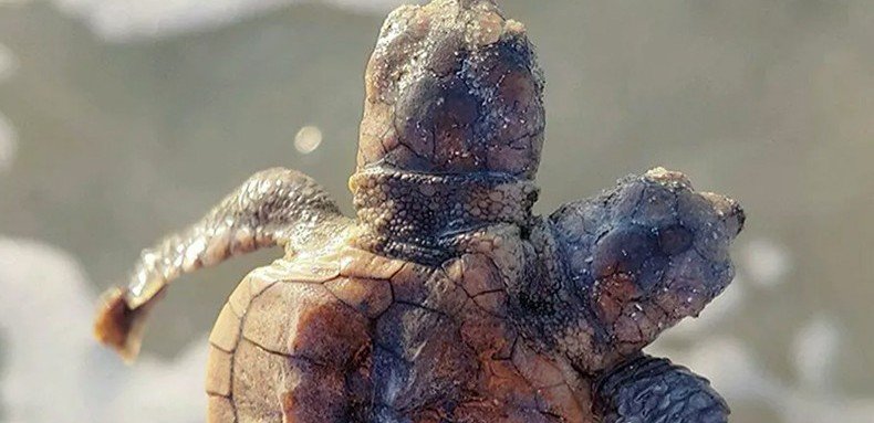 В США на пляже обнаружили двухголовую черепаху