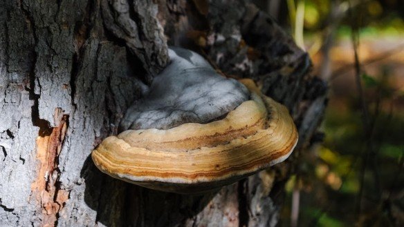 ВОЛГОГРАД. В этом году уже 77 волгоградцев отравились грибами