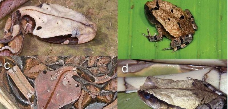 Биологи открыли вид жаб, маскирующихся под змей