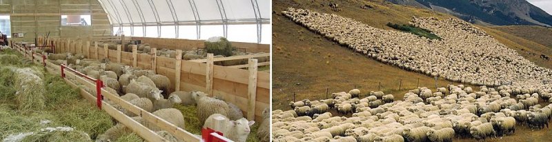 ЧЕЧНЯ. Бизнесмены из Саудовской Аравии будут выращивать овец в Чечне