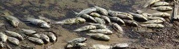 ЧЕЧНЯ. В Чечне выясняют причину массовой гибели рыбы