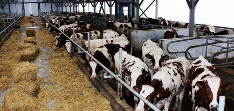 ЧЕЧНЯ. В селе Харсеной построена животноводческая ферма на 300 голов крупного и мелкого рогатого скота