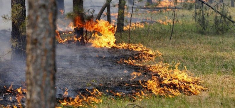 ЧЕЧНЯ. В западных районах Чечни ожидается чрезвычайная пожароопасность