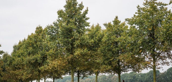 Деревья в Европе под «критической угрозой исчезновения»