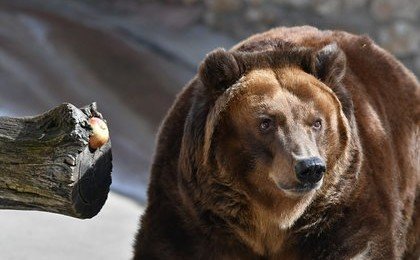 Россиянам дали советы на случай встречи с медведем