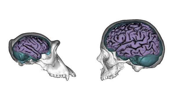 Ученые: мозг людей развивается медленнее, чем у приматов