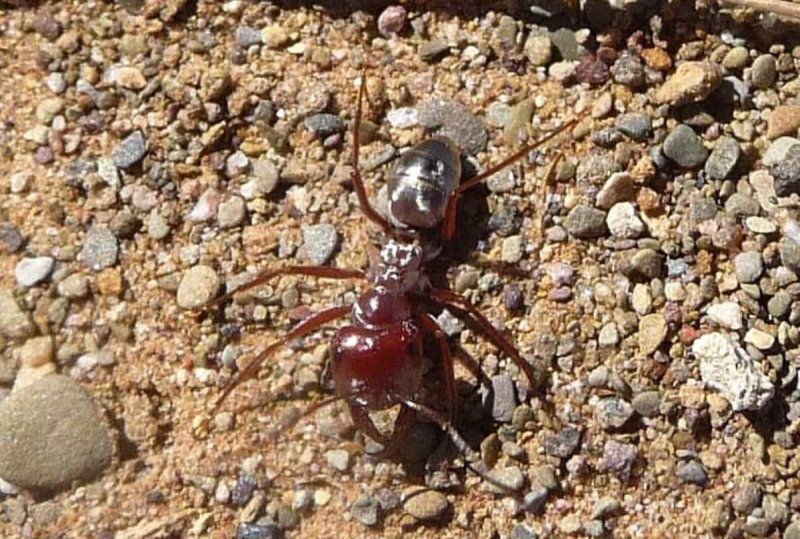 Ученые нашли самого быстрого муравья на планете