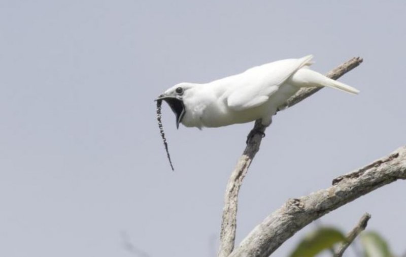 Ученые обнаружили самую громкую птицу в мире