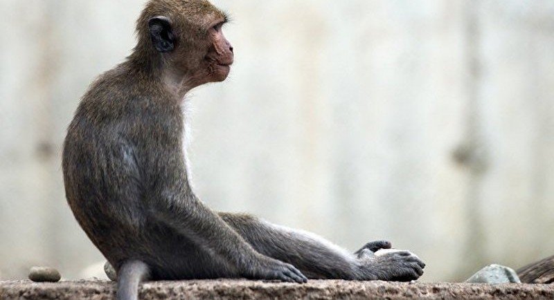 Ученые сравнили способности обезьян и людей