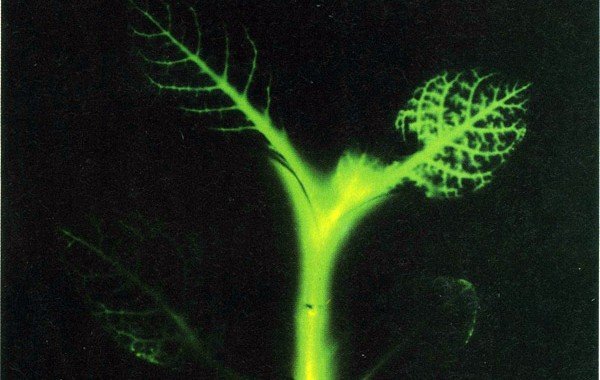 Ученые впервые вырастили растение, которое может светиться