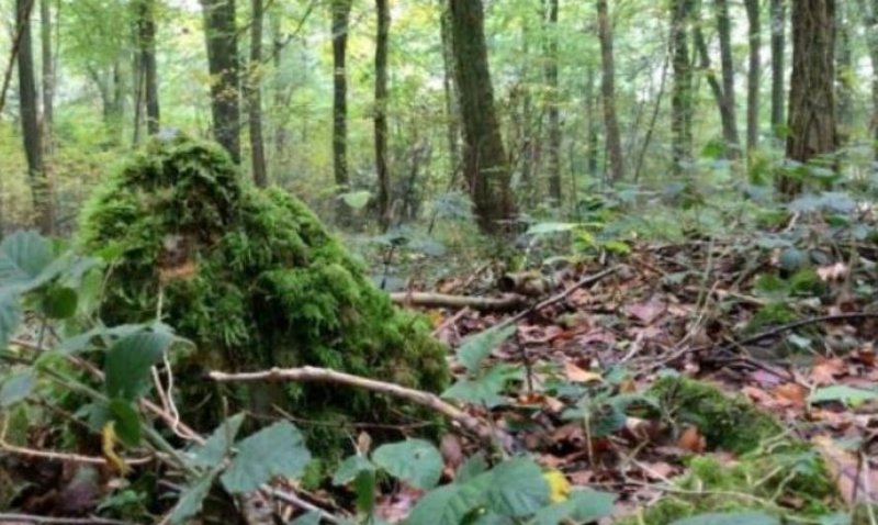 Археолог обнаружил в английском лесу загадочный древний круг