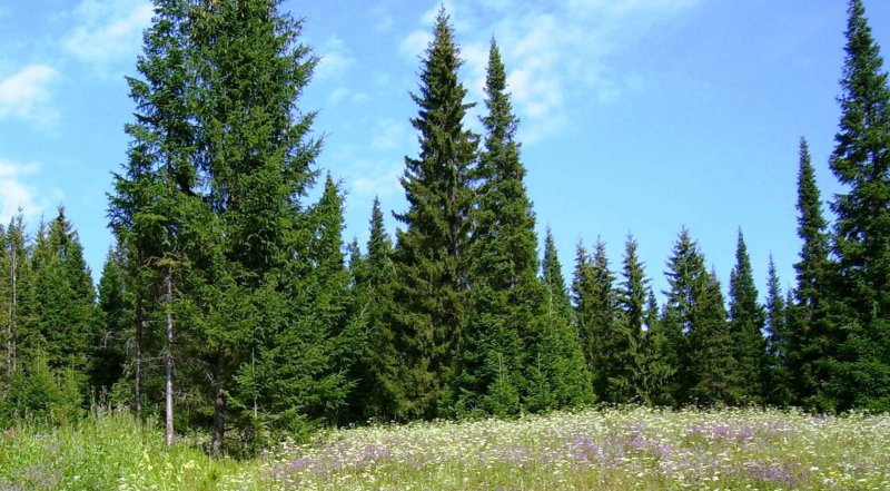 ЧЕЧНЯ. На месте бывшей мусорной свалки в Грозном появится хвойный лес