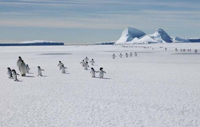 Императорские пингвины на грани исчезновения