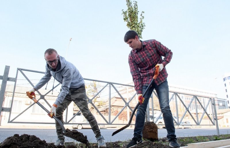 КРАСНОДАР. В Краснодаре на отремонтированной улице Суворова высадили деревья и делают вертикальное озеленение
