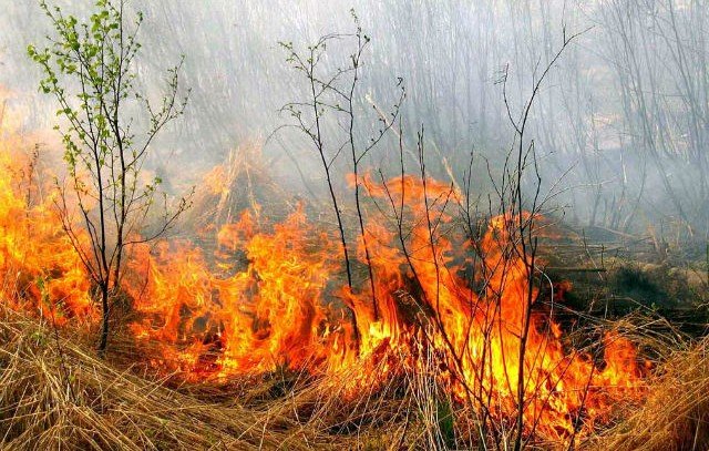 КРЫМ. Под Симферополем тушат большой лесной пожар