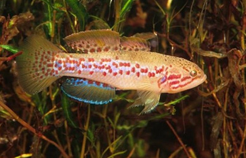 Ученые нашли «вымершую» рыбу