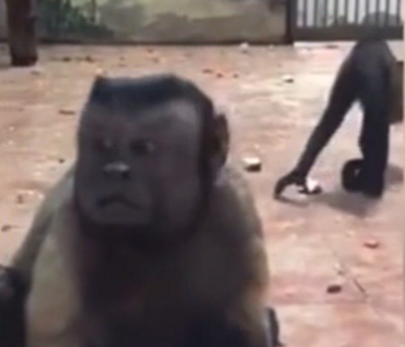 В Китае обнаружили примата с «человеческим лицом»