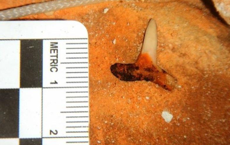 В Мексиканском заливе найдены зубы гигантской акулы возрастом 2,5 миллиона лет