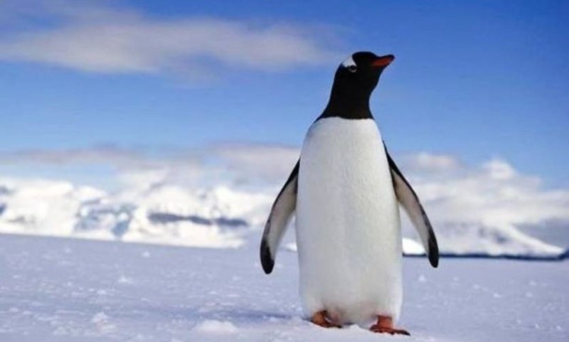 В Новой Зеландии нашли гигантского окаменелого пингвина