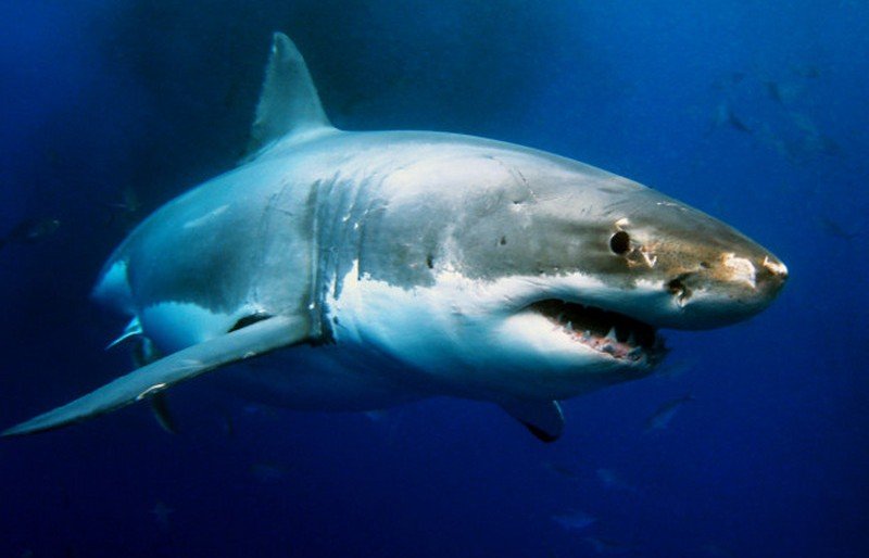 В желудке акулы обнаружили кольцо ранее пропавшего туриста