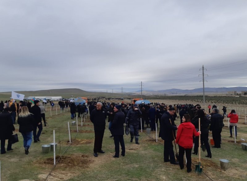 АЗЕРБАЙДЖАН. В Азербайджане стартовала грандиозная экологическая акция в честь Имадеддина Насими
