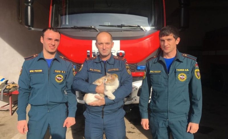 ЧЕЧНЯ. Чеченские пожарные приютили кота из сгоревшего приюта