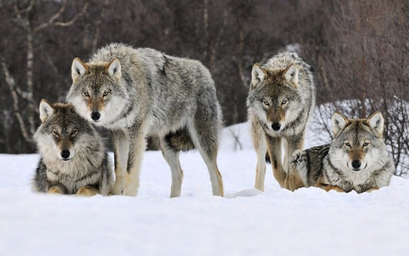 ЧЕЧНЯ. Почему у чеченцев особое отношение к волкам?