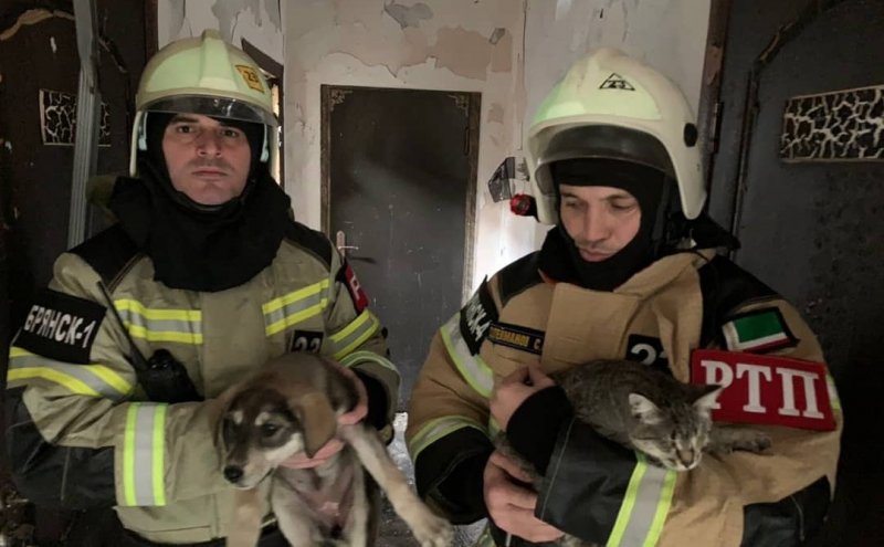 ЧЕЧНЯ. В Грозном при пожаре спасли более 170 кошек и собак