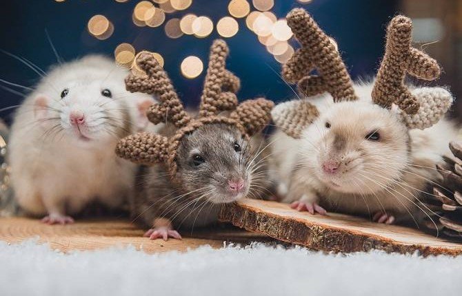 Cпрос на крыс в России перед Новым годом вырос более чем вдвое