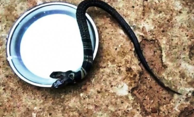 Обнаружена редкая двухголовая кобра