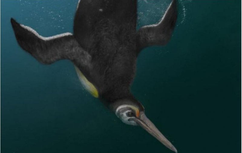 Палеонтологи нашли останки предка современных пингвинов