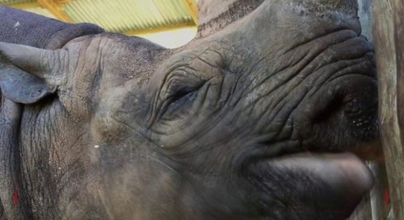 Умер самый старый носорог в мире