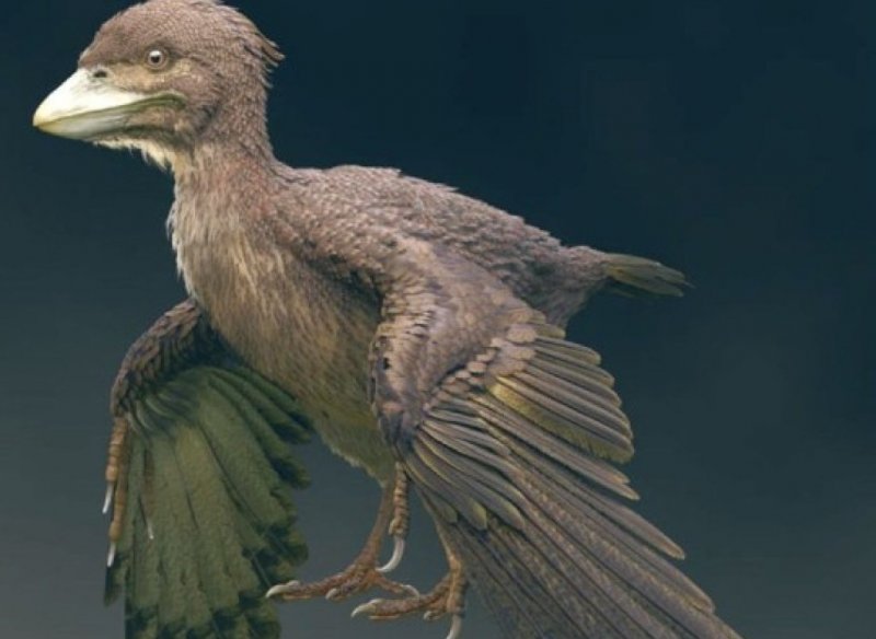 В Японии обнаружили древнюю птицу, жившую 120 миллионов лет назад