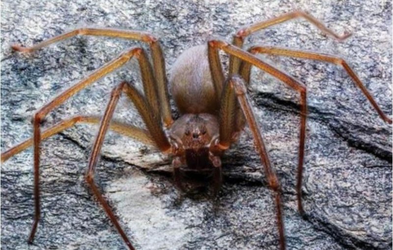 В Мексике найден новый вид паука с ядовитым укусом