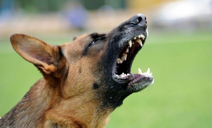 АСТРАХАНЬ. В Енотаевском районе возбуждено уголовное дело по нападению собаки на ребенка