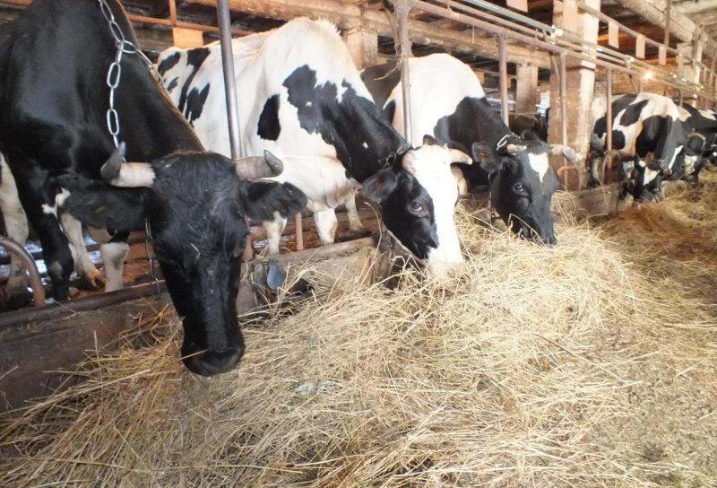 ЧЕЧНЯ. Темпы развития животноводства в ЧР позволят обеспечить республику собственной мясомолочной продукцией