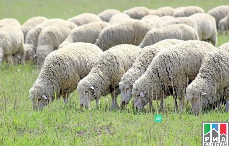 ДАГЕСТАН. Белоруссия заинтересовалась элитным поголовьем овец Дагестана