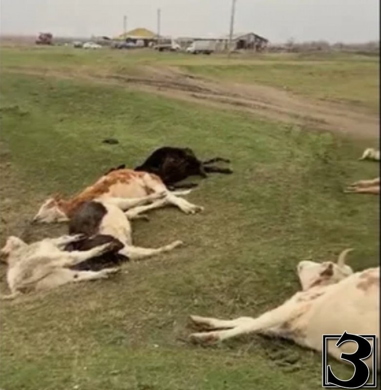 ДАГЕСТАН. В Дагестане считают, что массовый падеж скота вызван короновирусом