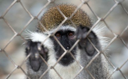 Десятки животных сгорели заживо в зоопарке из-за новогодних фонарей