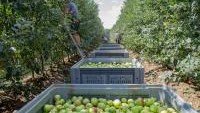 ИНГУШЕТИЯ. Самый крупный в Ингушетии сад намерен вдвое увеличить производство яблок к 2023 году