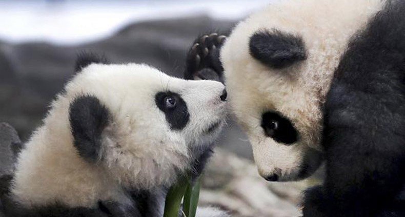 Панды-близнецы Берлинского зоопарка вышли в свет
