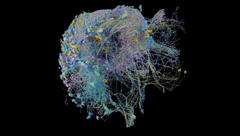 Ученые создали карту нейронных связей мозга плодовой мухи