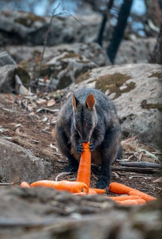 В Австралии пострадавшим от огня кенгуру скинули морковь и картофель