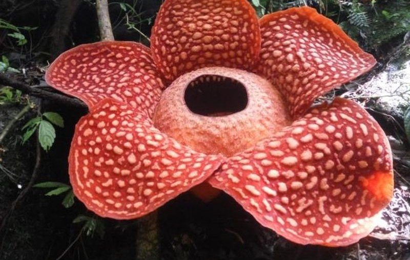В Индонезии нашли гигантского «цветка-монстра»