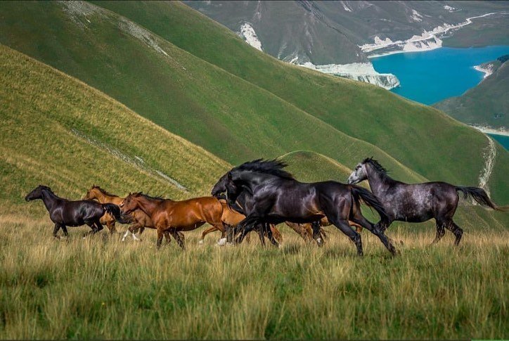 ЧЕЧНЯ. Все значительные притоки Сунжи