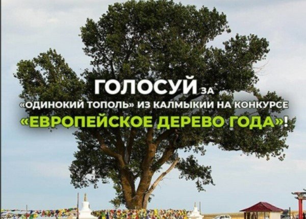 КАЛМЫКИЯ. Уважаемые жители Калмыкии, давайте поддержим Одинокий тополь на конкурсе «Европейское дерево года 2020»!