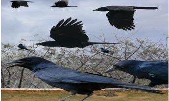КБР. В Кабардино-Балкарии наблюдается гибель птиц
